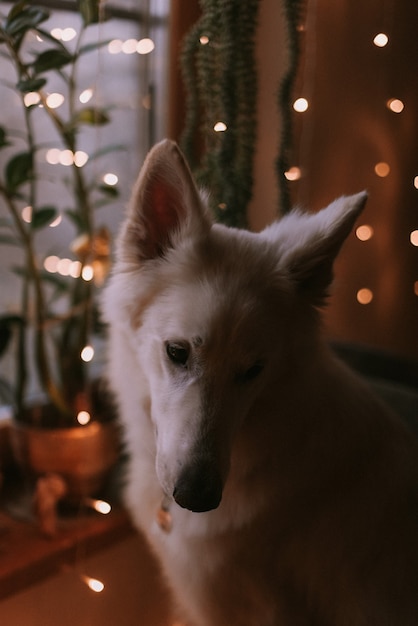 Retrato de un perro grande jugando en casa