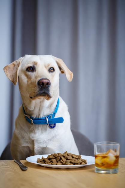 Retrato de un perro grande de negocios de raza Labrador de pelaje ligero, sentado en una silla cerca de la mesa del comedor, un plato con comida, mascotas