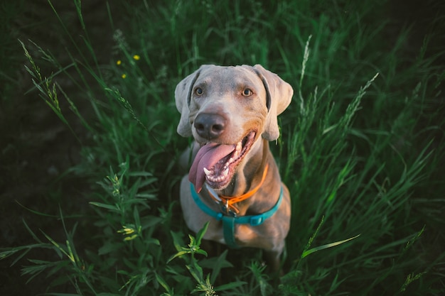 Retrato de perro gris grande