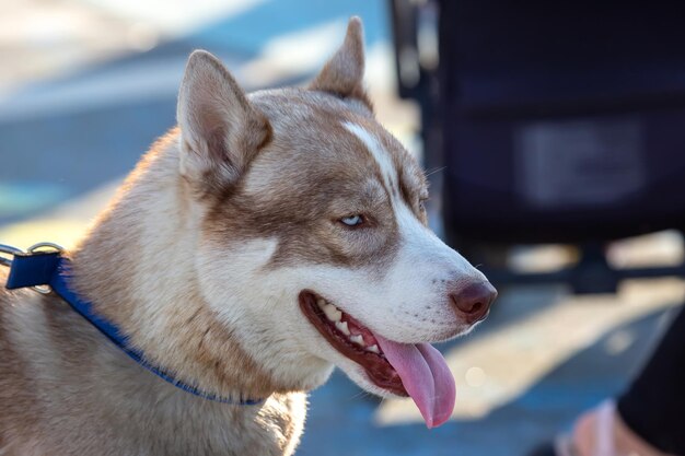 Retrato perro husky camina por la calle de la ciudad