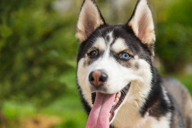 Retrato de perro Husky hermosa foto Enfoque selectivo