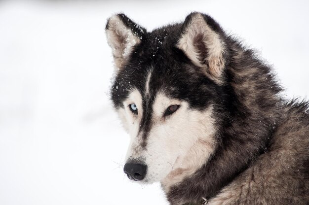 Retrato de un perro husky en la nieve de invierno