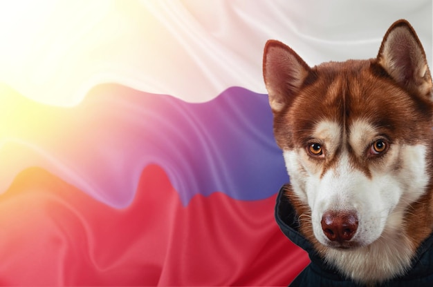 Retrato de un perro husky rojo contra el fondo de la bandera nacional de Rusia