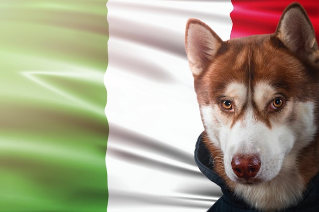 Retrato de un perro husky rojo en el fondo de la bandera nacional de Italia