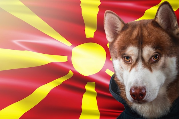 Retrato de un perro husky rojo en el fondo de la bandera nacional de Macedonia