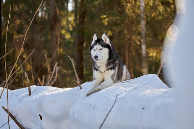Retrato de perro husky siberiano en el bosque de invierno