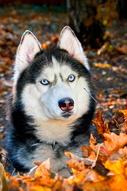 Retrato de un perro husky siberiano en un bosque soleado de otoño.