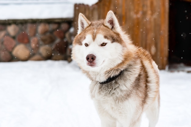 Retrato de perro husky siberiano en invierno.