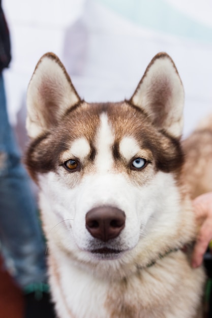 El retrato de un perro husky siberiano marrón con ojos multicolores al aire libre en