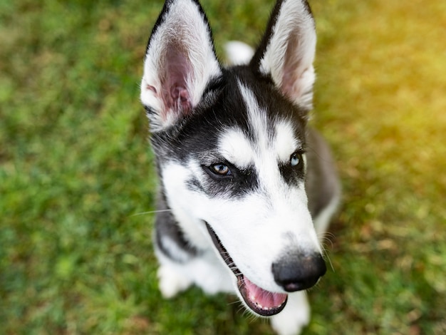 Retrato de perro husky siberiano con ojos de 2 colores de azul y marrón.