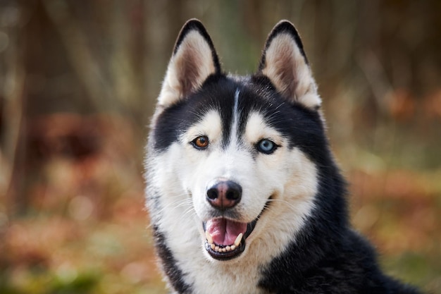 Retrato de perro Husky siberiano con ojos azules y pelaje gris color linda raza de perro de trineo