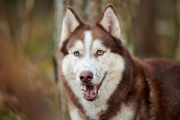 Retrato de perro Husky siberiano con ojos azules de tierra sucia y raza de perro de trineo lindo de color blanco marrón