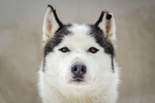 Un retrato de perro husky siberiano con oreja masticada. Cerrar husky