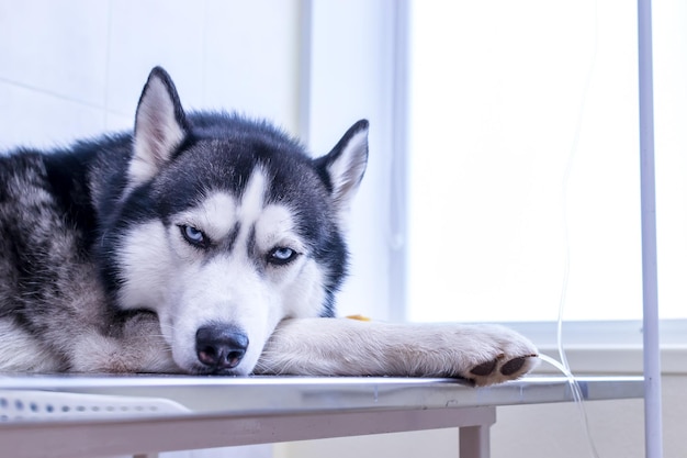 Retrato perro husky siberiano yace con cuentagotas en su pata en clínica veterinaria