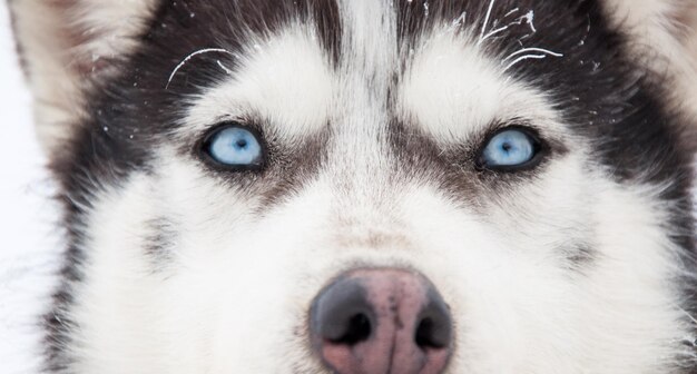 Retrato de un perro husky siberiano