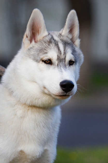 Foto retrato de perro husky siberiano