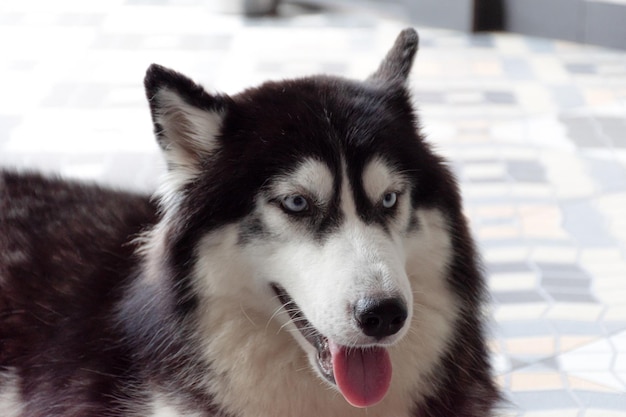 Retrato de perro Husky siberiano