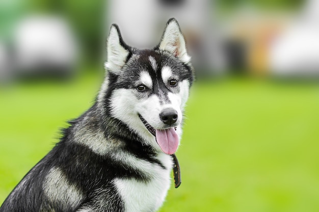 Retrato de un perro husky siberiano