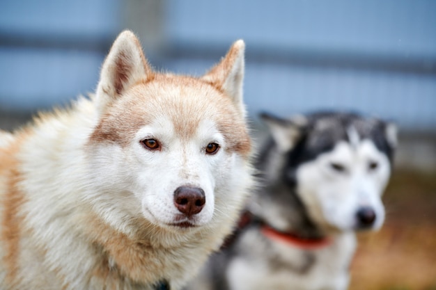 Retrato de perro Husky