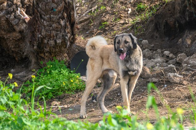 retrato de un perro en invierno en Chipre 2