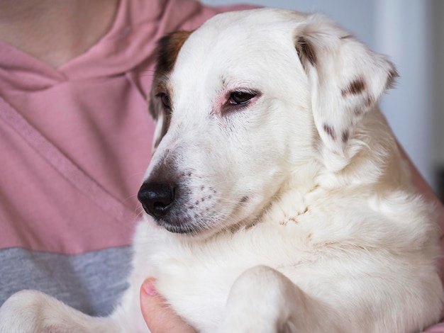 Retrato de un perro Jack Russell en los brazos de un hombre Concepto de amistad mascotas familiares