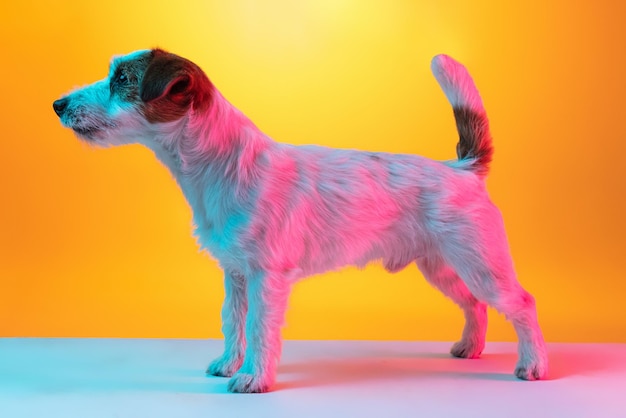 Retrato de perro jack russell terrier aislado sobre fondo amarillo degradado en luz de neón