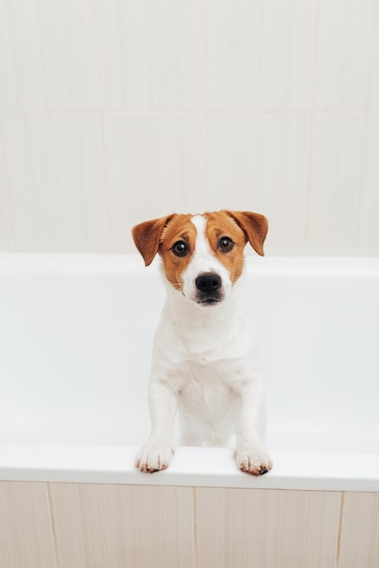 Retrato de perro Jack Russell Terrier parado en la bañera y mirando a la cámara