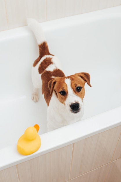 Retrato de perro Jack Russell Terrier parado en la bañera con pato de plástico amarillo