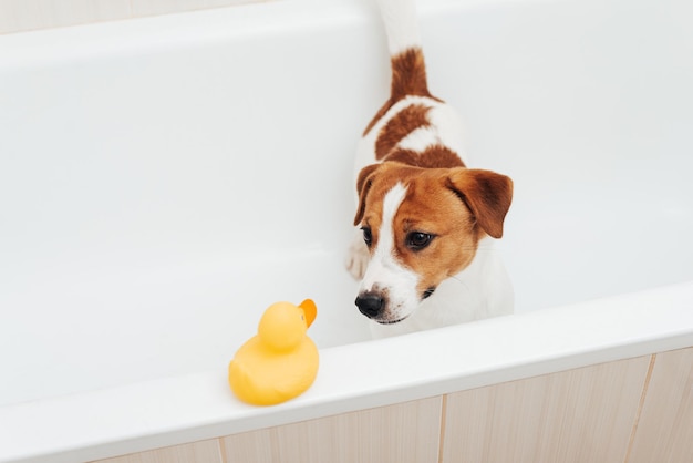 Retrato de perro Jack Russell Terrier parado en la bañera con pato de plástico amarillo