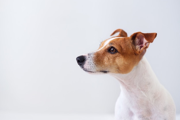 Retrato de un perro, jack russell terrier