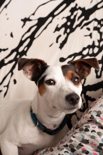 Retrato de perro Jack Russell Terrier