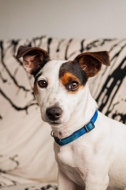 Retrato de perro Jack Russell Terrier
