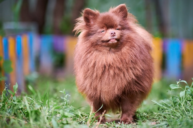 Retrato de perro en el jardín