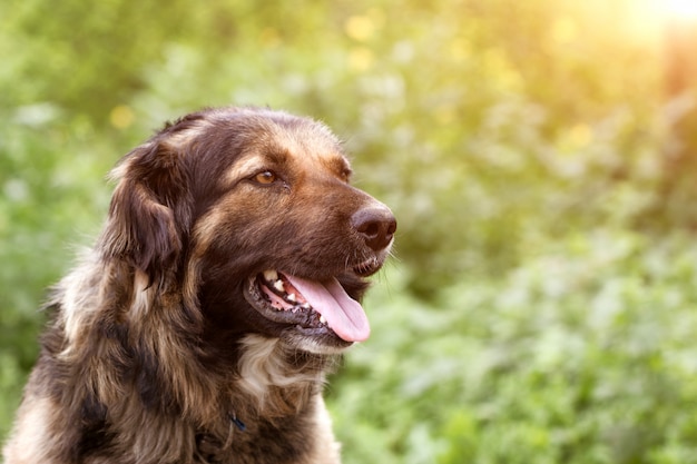 Retrato de un perro en el jardín.