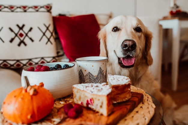 Retrato de perro junto a la comida en la mesa