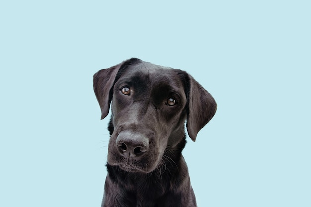 Encantador retrato de estudio de perro labrador negro sobre fondo aislado