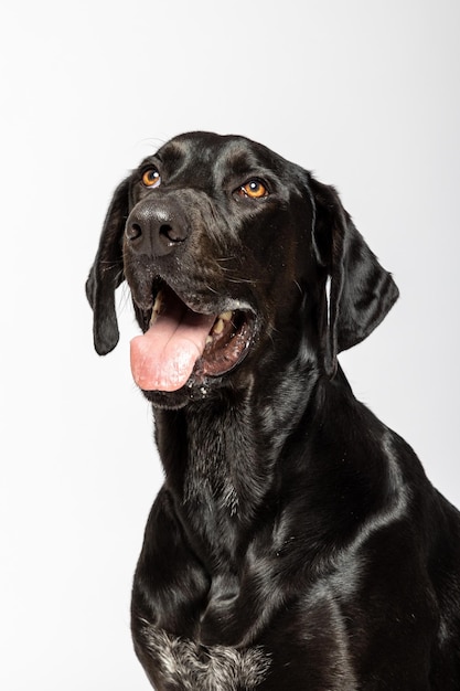 Retrato de perro labrador negro sobre fondo blanco.