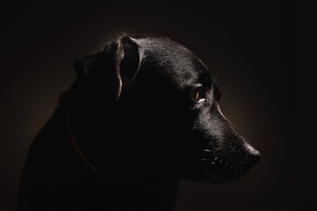 El retrato de un perro labrador negro sobre negro sólido