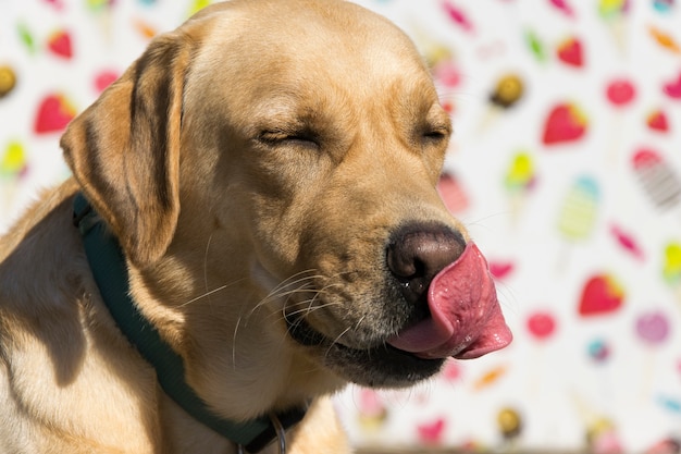 Foto retrato de un perro labrador