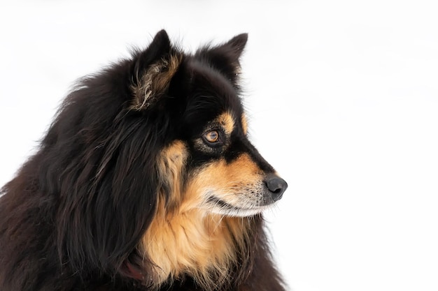 Retrato de un perro Lapphund finlandés sobre un fondo blanco.