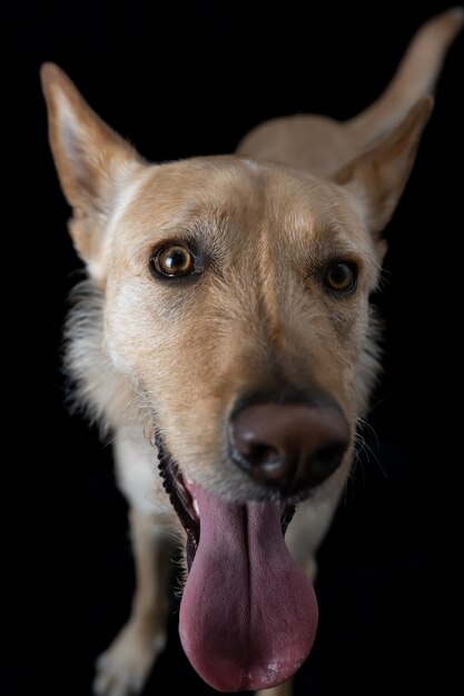 Foto retrato de perro con la lengua grande afuera