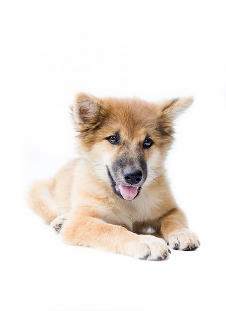 Un retrato de un perro lindo, aislado sobre fondo blanco