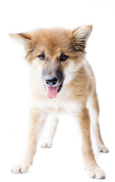 Un retrato de un perro lindo, aislado sobre fondo blanco