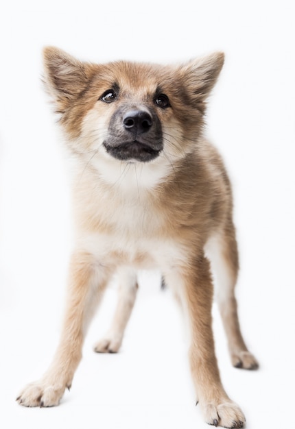 Un retrato de un perro lindo, aislado sobre fondo blanco