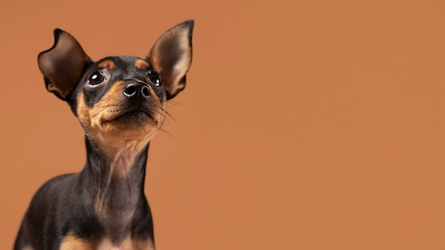 Retrato de perro lindo en un estudio