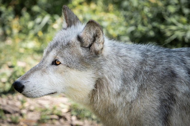 Retrato de un perro lobo en su hábitat natural forestal canadian rockies canadá