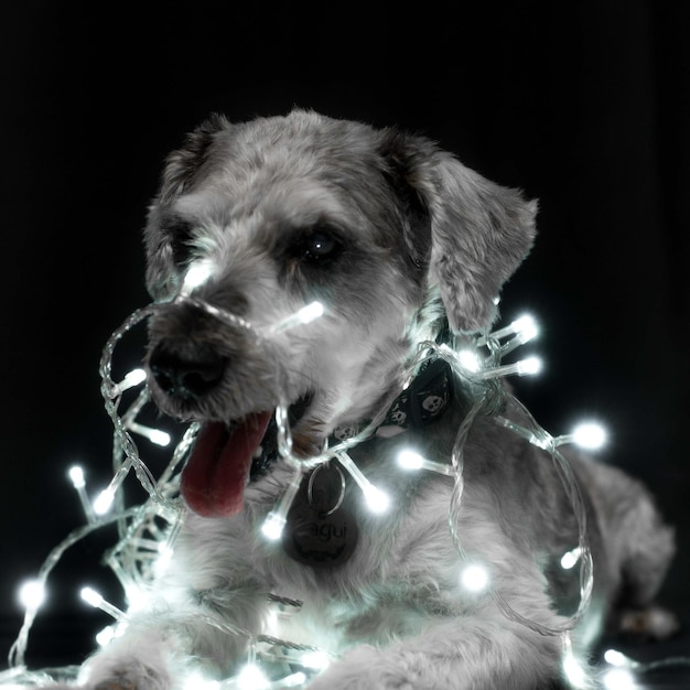 Retrato de perro de luces de Navidad