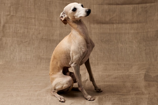 Retrato de perro macho galgo italiano posando aislado sobre fondo beige studio