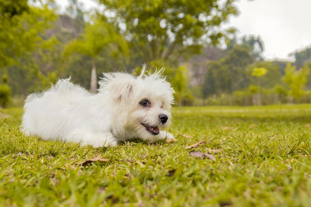 Retrato de perro maltés blanco en el parque