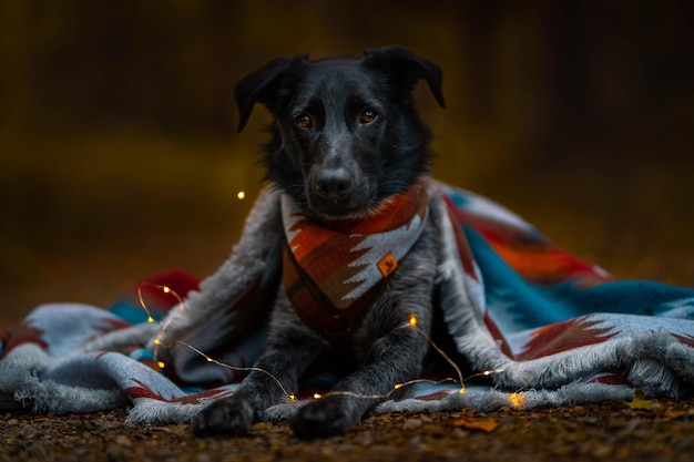Retrato de un perro con una manta sentado en tierra